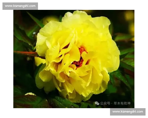 粉裙映国色：2025 全运会颁奖礼服绽放粤绣牡丹新韵